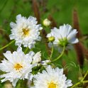 Cosmos bipinnatus 'Snow Puff' (2)